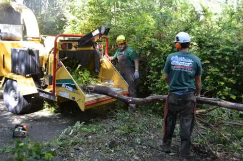 tree services Los Ranchos